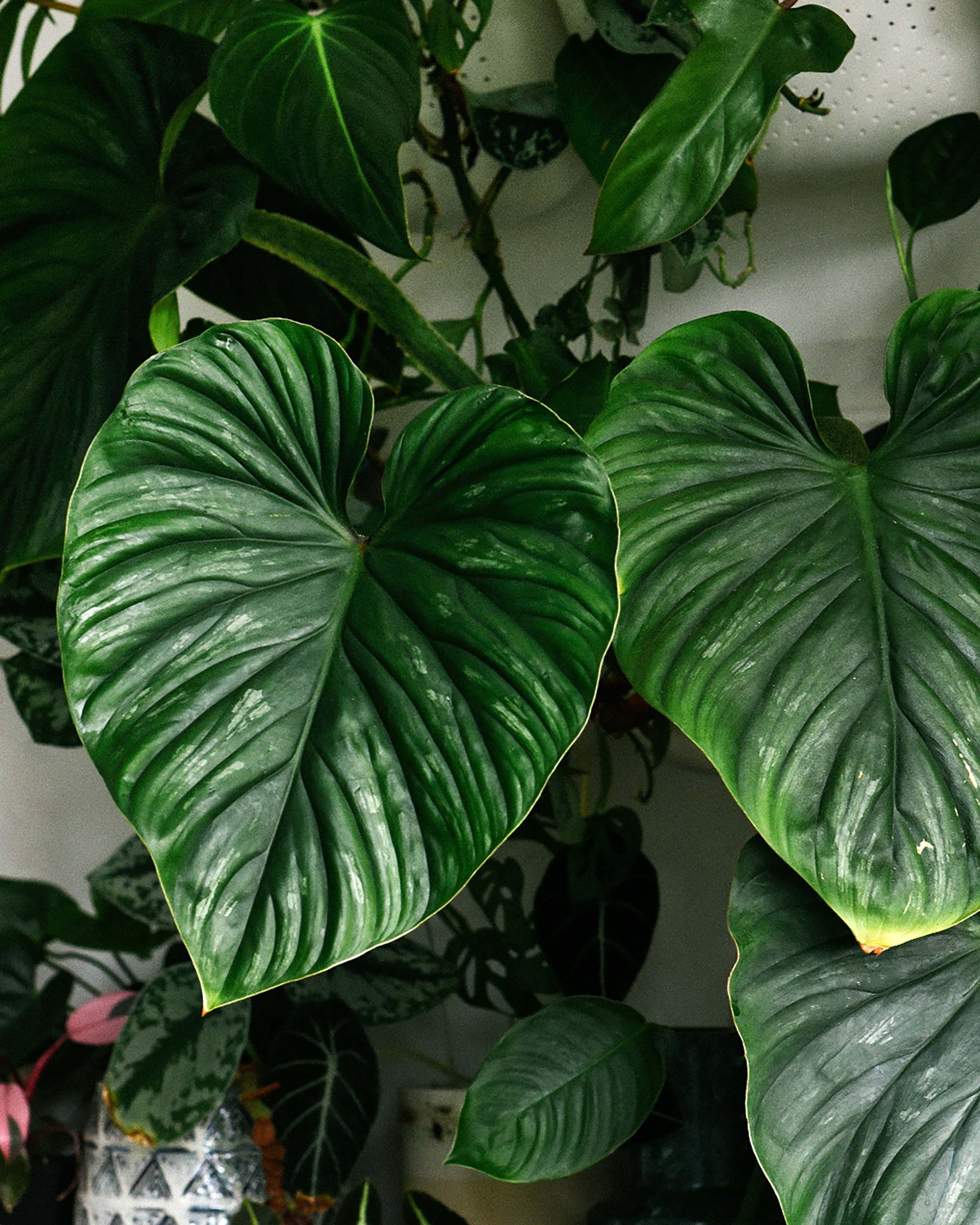 Rare Greenery, Delivered With Care