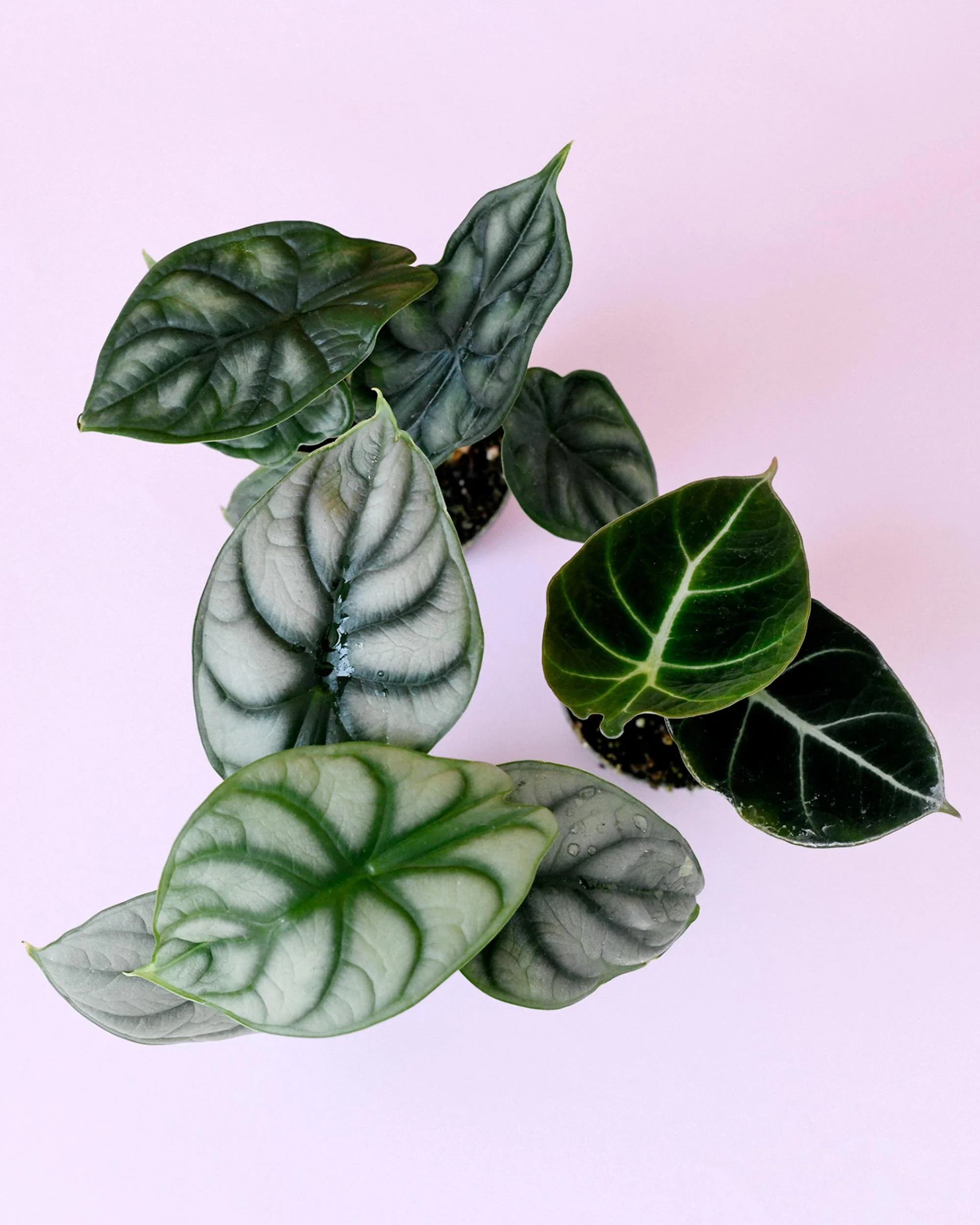 Baby Houseplants