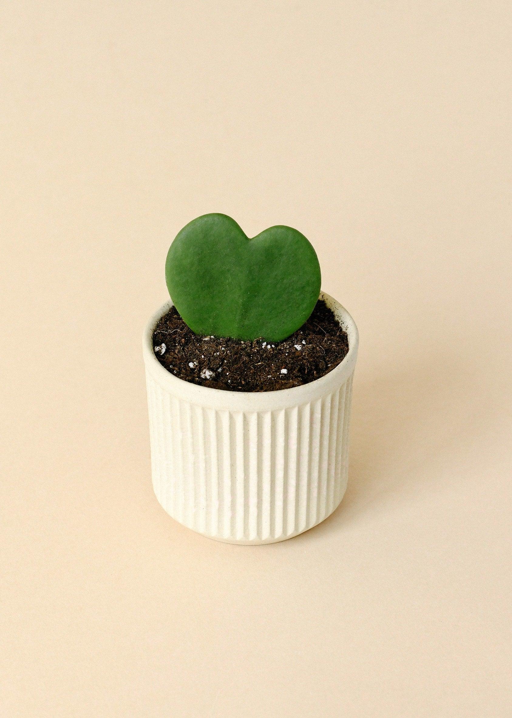 Valentine's Day Sale