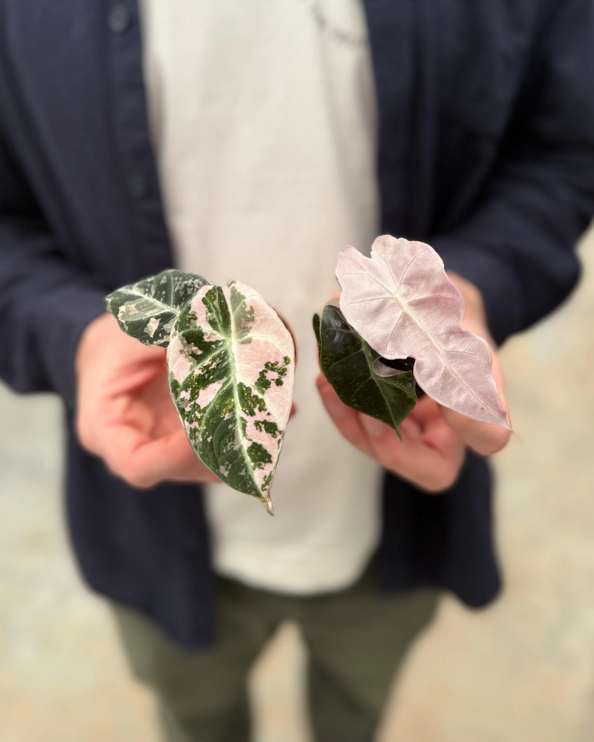 Best Selling Plants